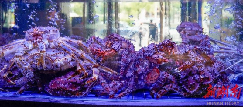智利火山蟹：徐记海鲜从远洋深海带来的礼物